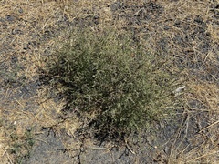 Ambrosia acanthicarpa