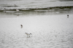 Recurvirostra avosetta