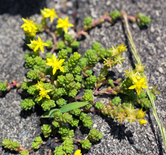 Sedum japonicum