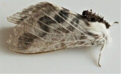 Tolype velleda