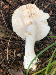 Amanita pantherina