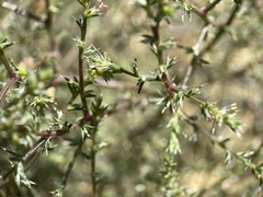 Ambrosia acanthicarpa