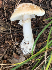 Amanita pantherina