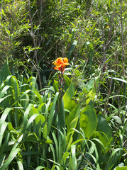 Canna × generalis