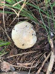 Amanita pantherina