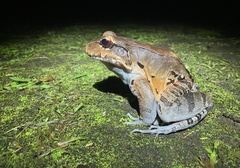 Leptodactylus savagei