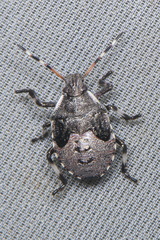 Picromerus nigridens