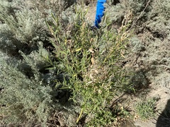 Salix exigua