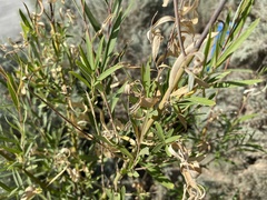 Salix exigua