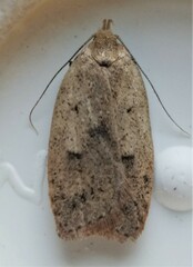 Machimia tentoriferella