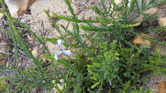 Moraea tripetala