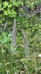 Calamagrostis epigejos