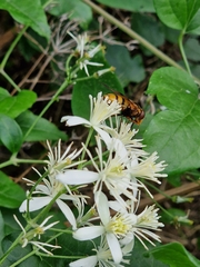 Volucella inanis