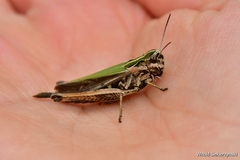 Omocestus viridulus