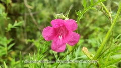 Incarvillea sinensis