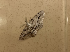 Neoalcis californiaria