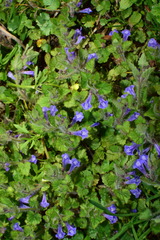 Scutellaria tuberifera