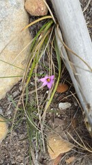 Romulea rosea