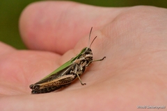 Omocestus viridulus