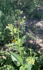 Mirabilis nyctaginea