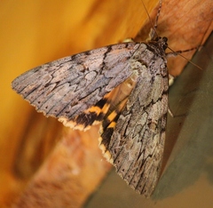 Catocala subnata