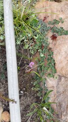 Indigofera mauritanica