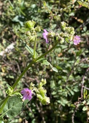 Mirabilis nyctaginea