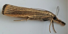 Agriphila vulgivagellus