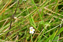 Euthystira brachyptera