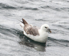Fulmarus glacialis