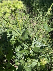 Mirabilis nyctaginea