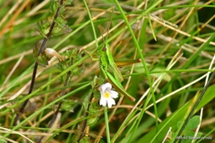 Euthystira brachyptera