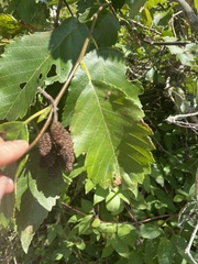 Alnus rubra