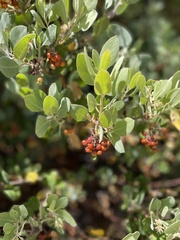 Arctostaphylos columbiana