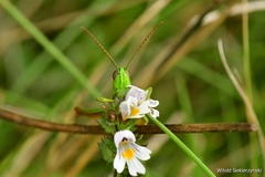 Euthystira brachyptera