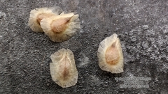 Incarvillea sinensis