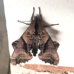 Paonias excaecata