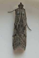 Phycitodes reliquellum