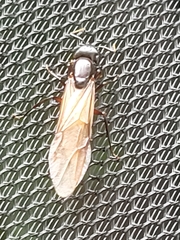 Camponotus pennsylvanicus