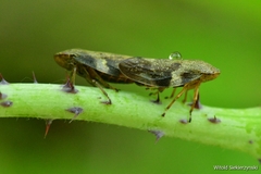 Aphrophora alni