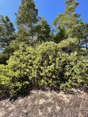 Arctostaphylos columbiana