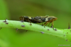 Aphrophora alni