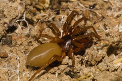 Dysdera crocata