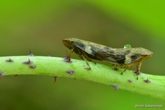 Aphrophora alni