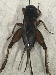 Gryllus pennsylvanicus
