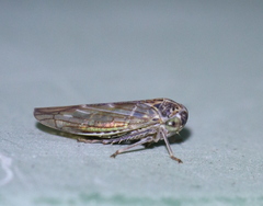 Idiocerus stigmaticalis