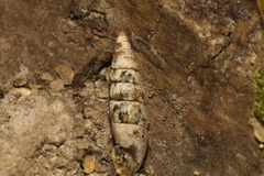 Clausiliidae