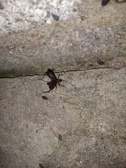 Gryllidae