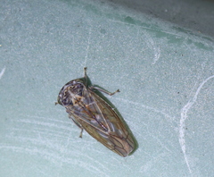 Idiocerus stigmaticalis