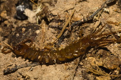 Lithobius